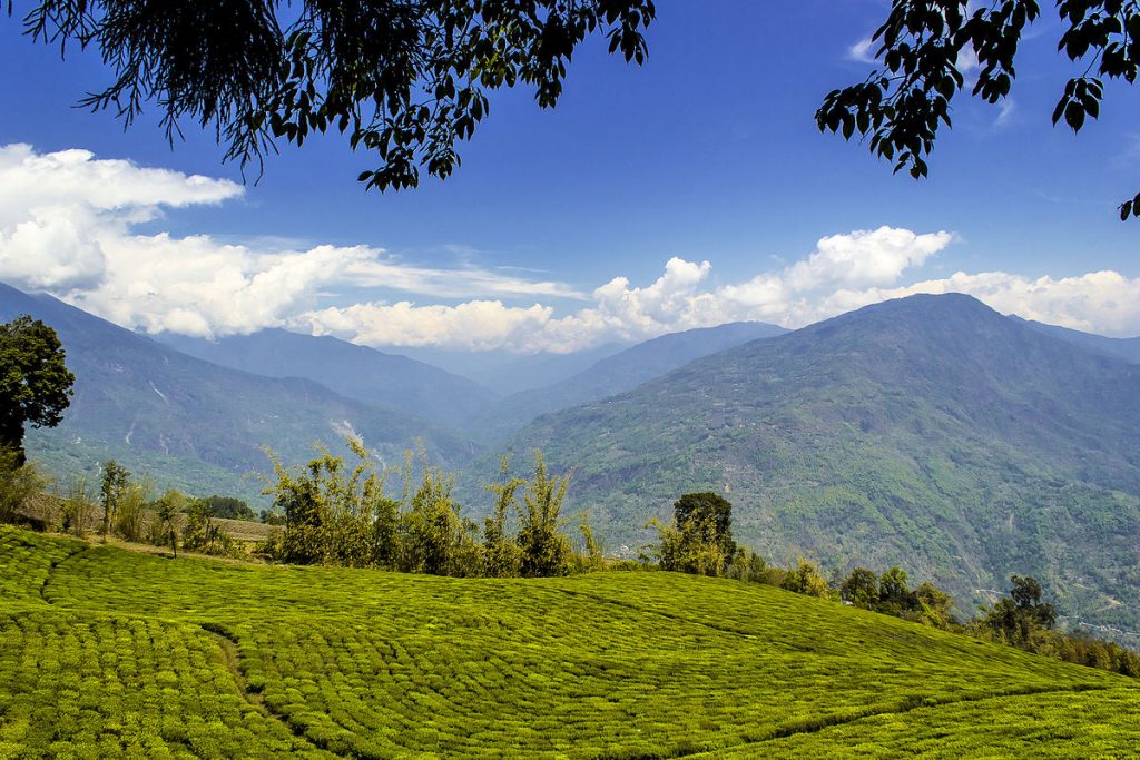 Temi Tea plantations in Sikkim