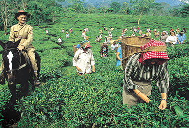 Makaibari Tea plantations in Darjeeling