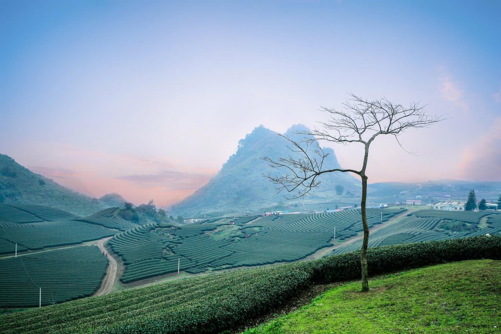 Glenburg Tea Estate in Darjeeling