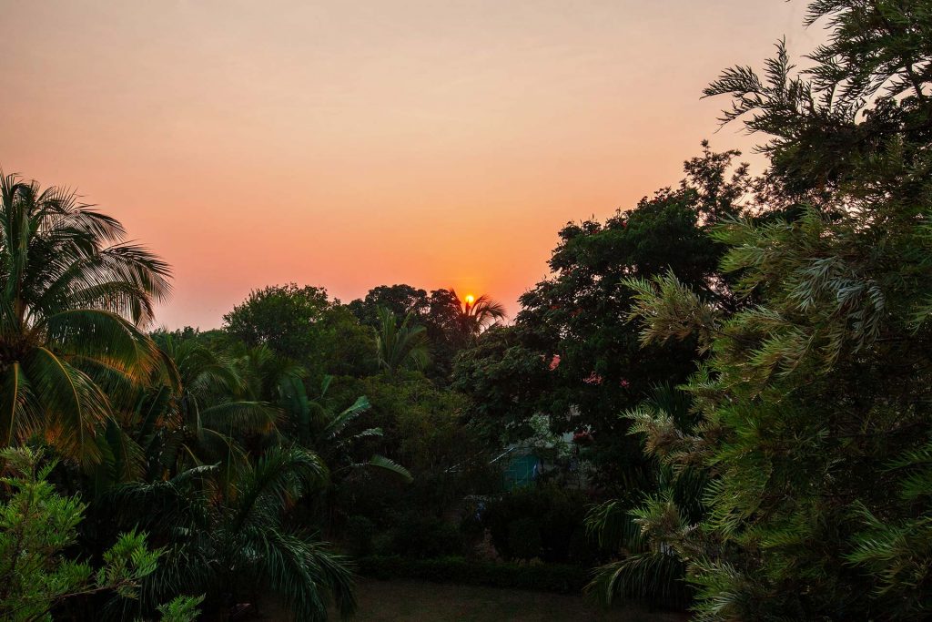 Nashik's famous mango plantations