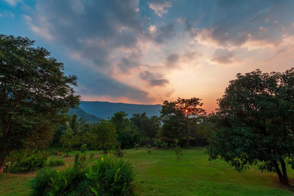 Mango plantations at Corfu and Crete
