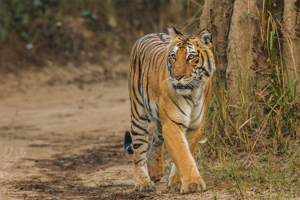 Tiger reserve at Jim Corbett