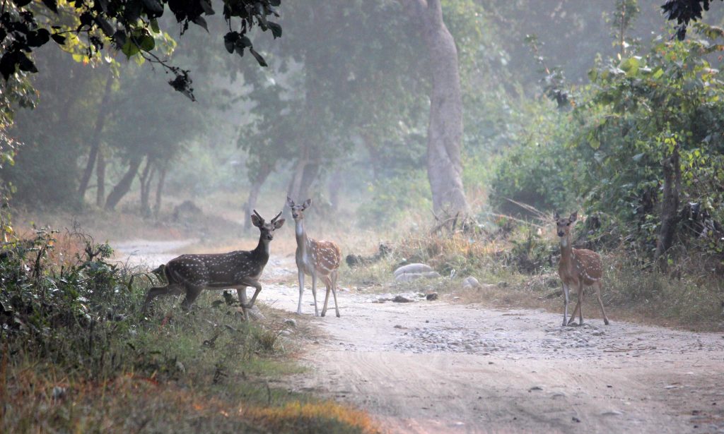 Spotted deer's at Jim Corbett