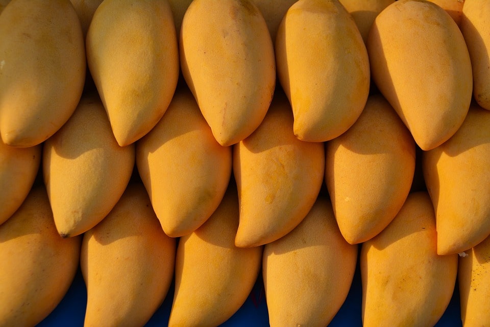 Experience The Mango Season at its best at StayVista StayVista Blog