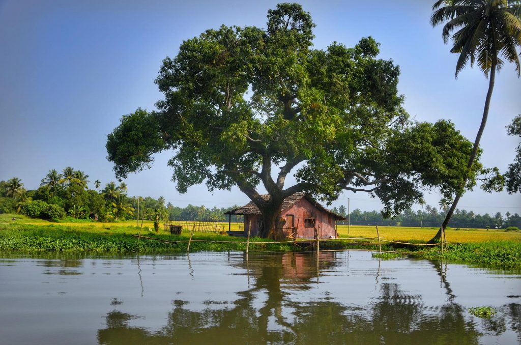 Backwaters of Allepey are a pleasant delight during the rainy season