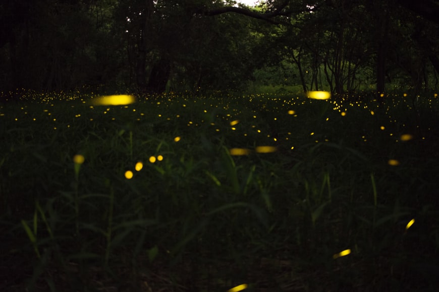 The firefly festival is famous for its beauty.