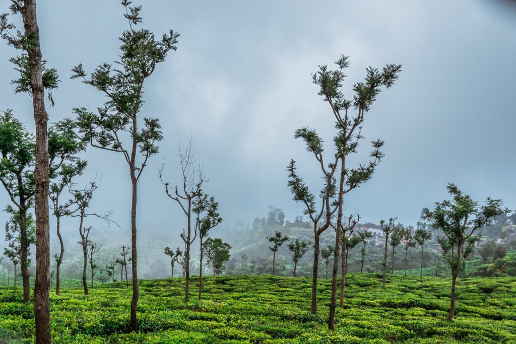 Coonoor in rainy season