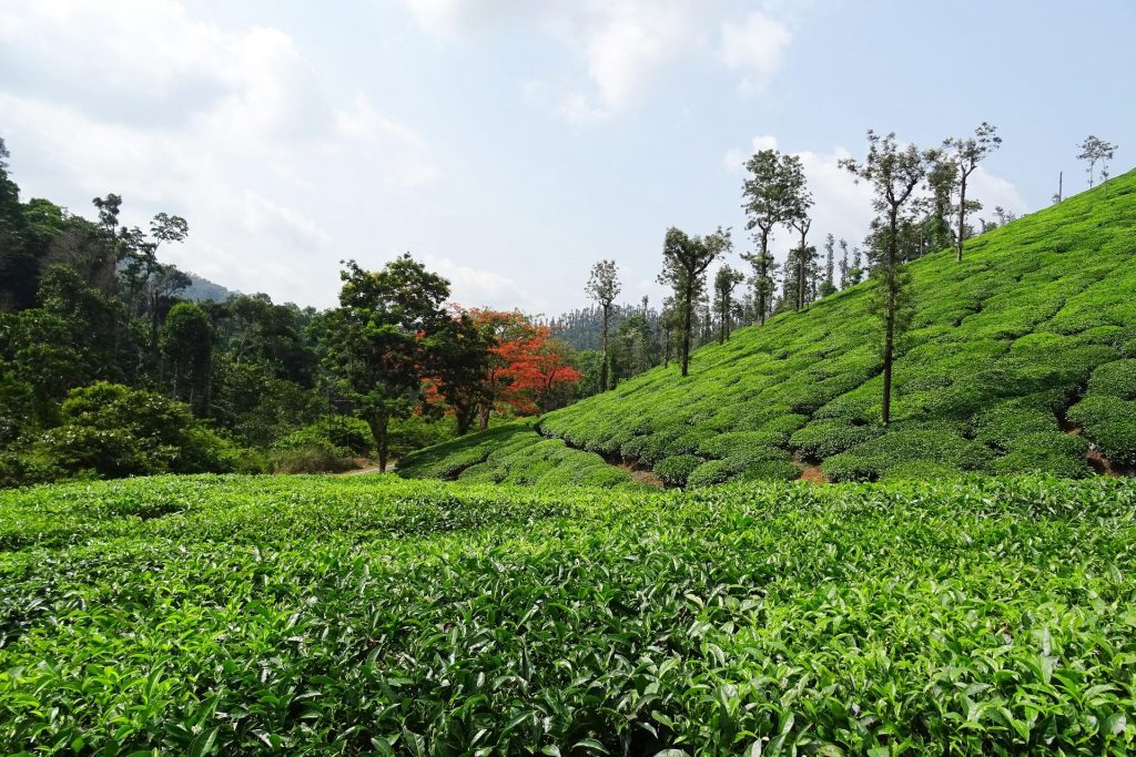 Chikmaglur is one of the top destinations to visit in South India