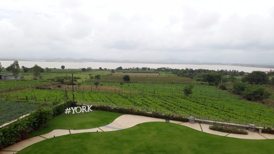 York Winery in Nashik