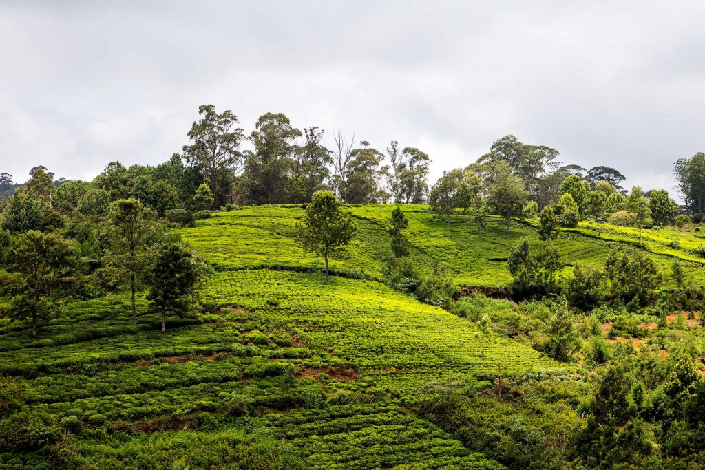 The coffee plantations in Coonoor are one of the best places to visit in South in monsoon.