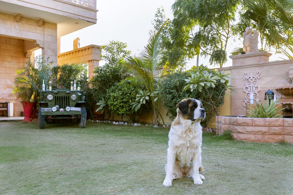 pet-friendly villas