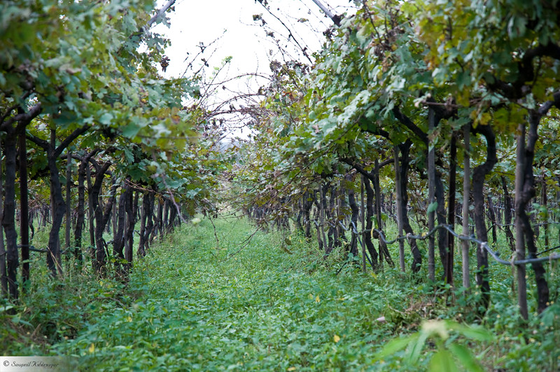 Sula Vineyards is one of the places to visit in Nashik