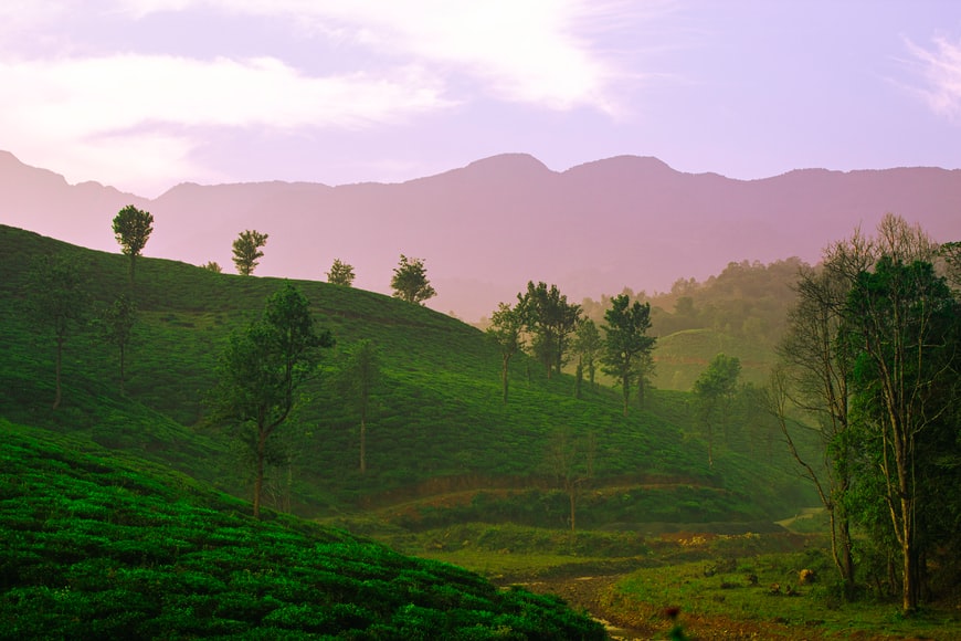 Wayanad is one of the most famous places to visit in Kerala