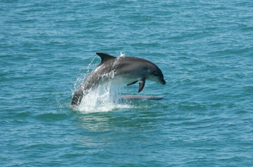 Dolphin sighting at Tarkarli; one the best beach vacations 