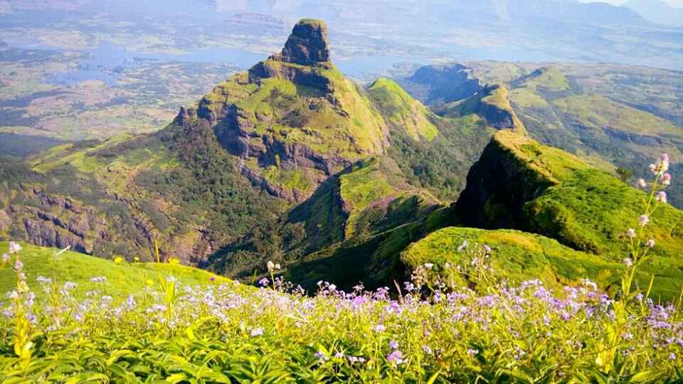 karvi flowers
