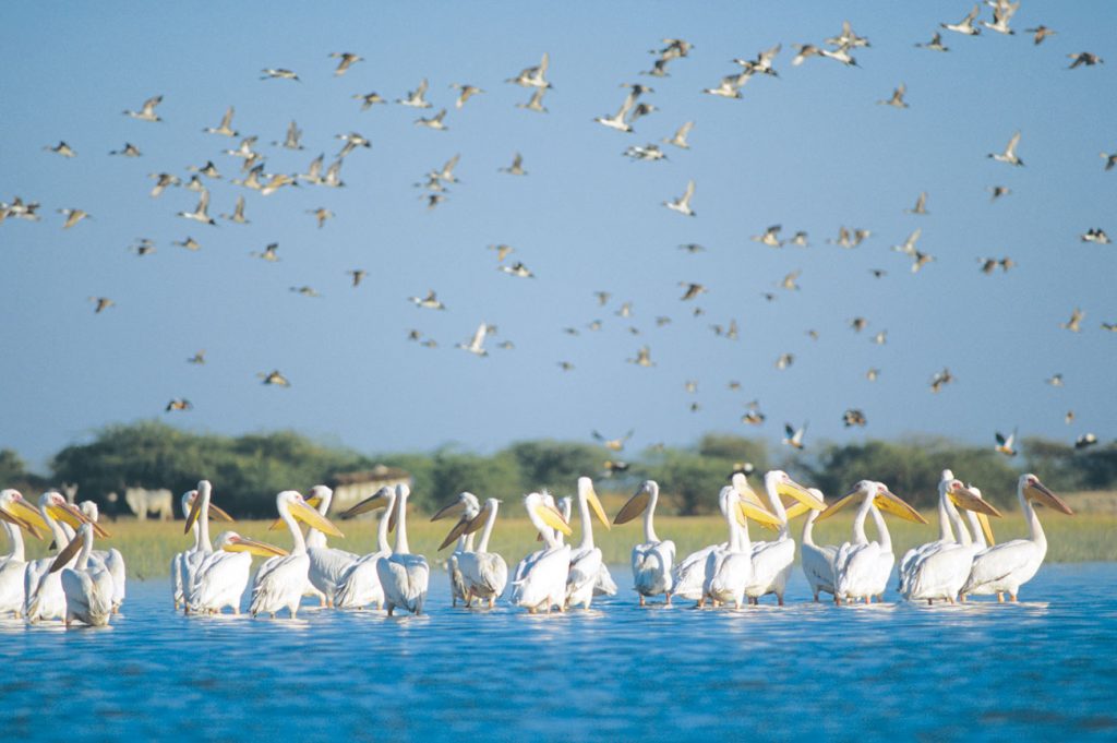 Nakhatrana is home to a variety of exotic birds.