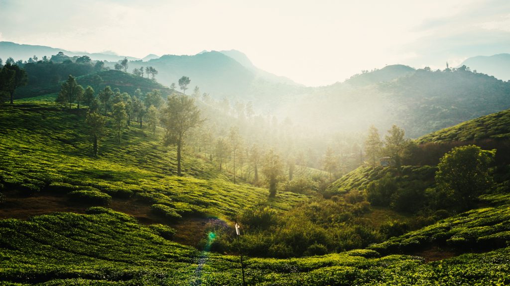 wildlife and spice plantations of wayanad kerala