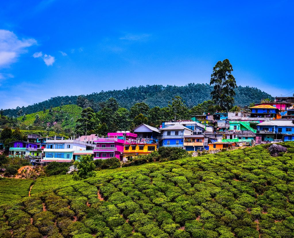 munnar tea garden 