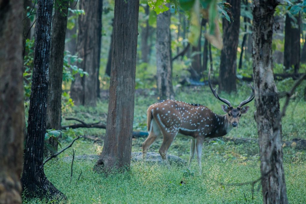chail wildlife sanctuary popular thing to do in himachal pradesh