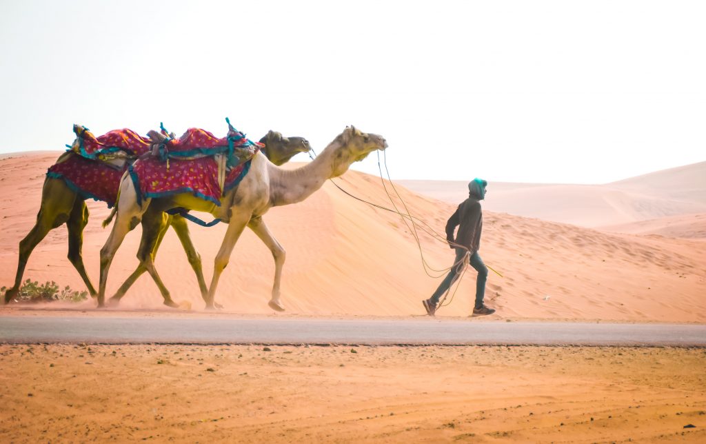 camel rides in thar desert in jaisalmer