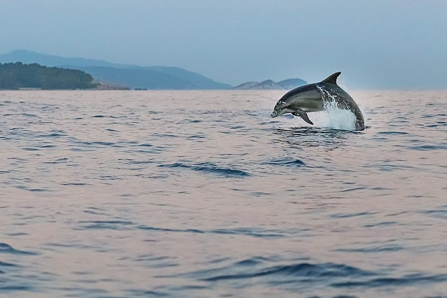 dolphin spotting in goa