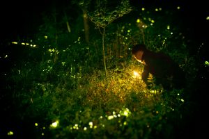 firefly festival maharashtra