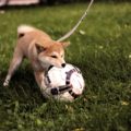 Dog playing in lawn