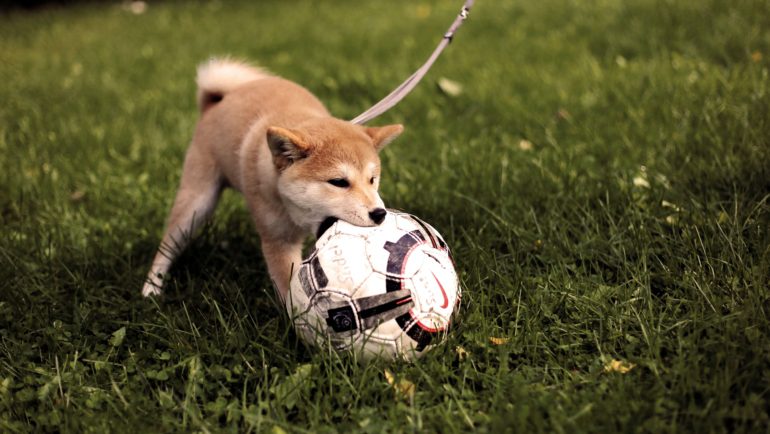 Dog playing in lawn