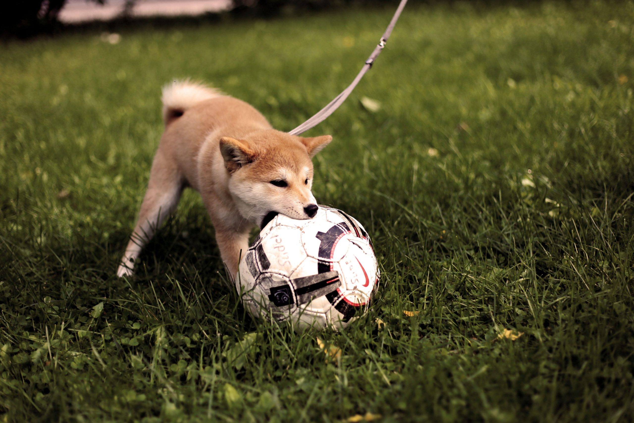 Dog playing in lawn