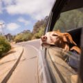 travelling with dogs