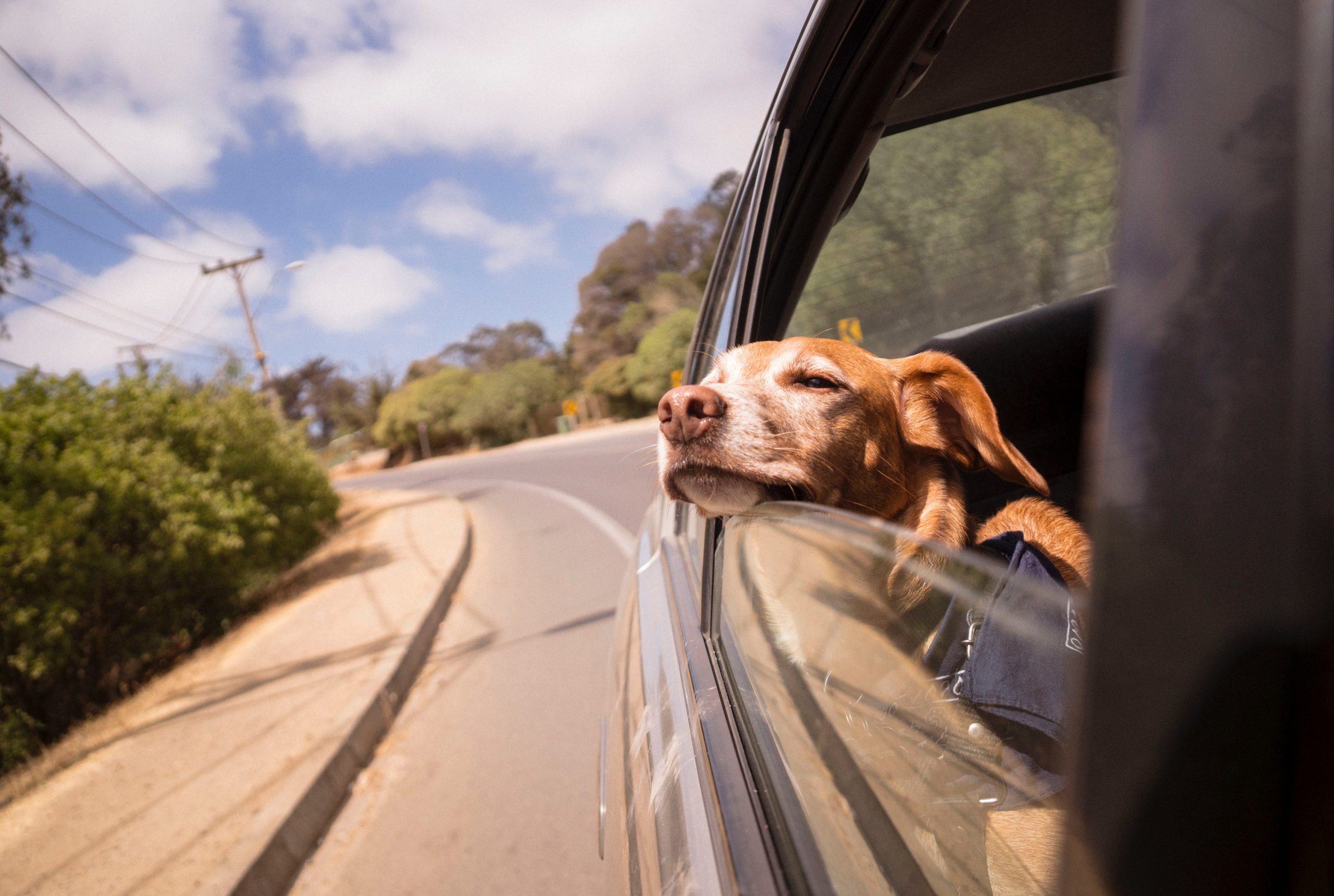 travelling with dogs