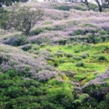 karvi flowers blooming season