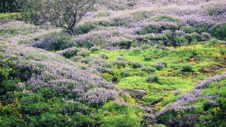 karvi flowers blooming season