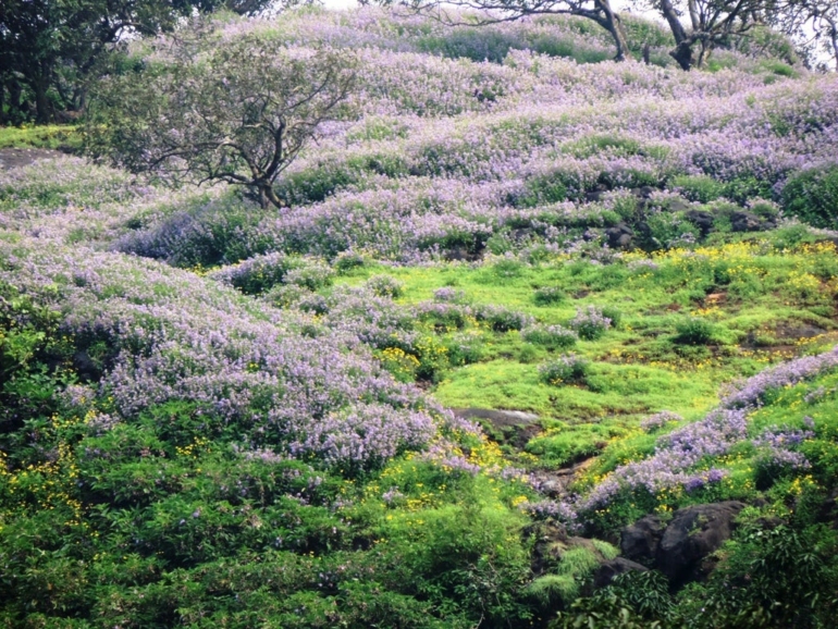 karvi flowers blooming season
