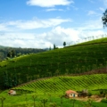 tea gardens in coonoor - places to visit near bangalore