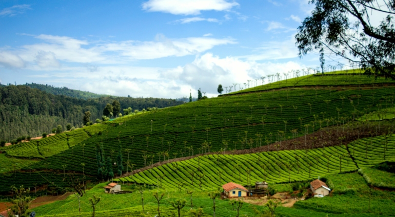 tea gardens in coonoor - places to visit near bangalore