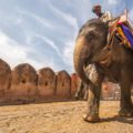 elephant ride in jaipur