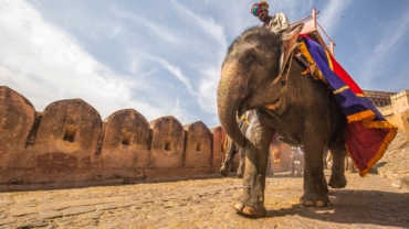 elephant ride in jaipur