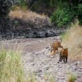 spot tigers in tadoba tiger reserves of india