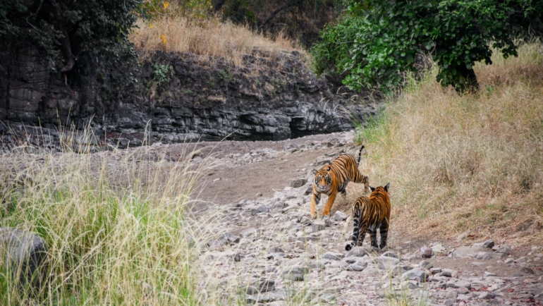 spot tigers in tadoba tiger reserves of india
