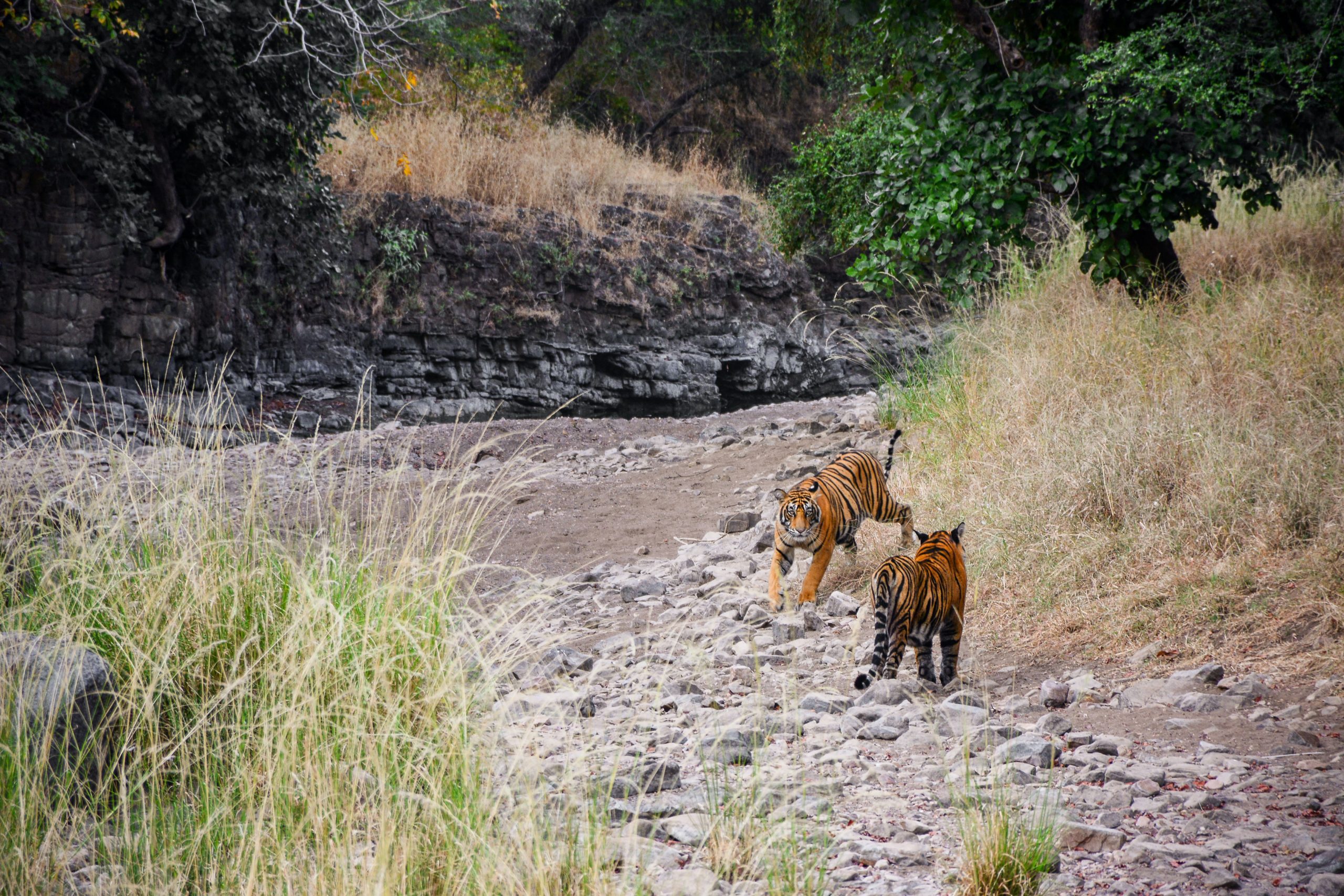 spot tigers in tadoba tiger reserves of india