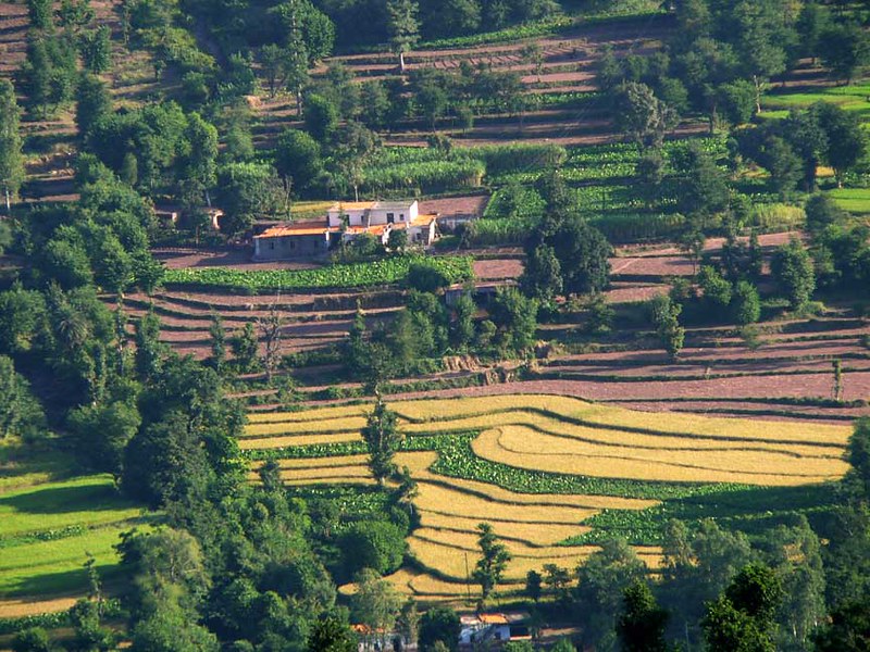 homestays in Kasauli, terrace farming