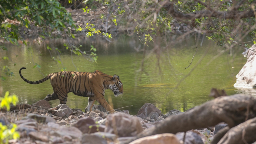 sajjan_garh_biological_park