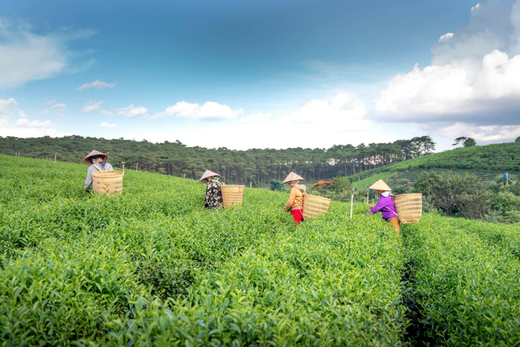 Darjeeling View 