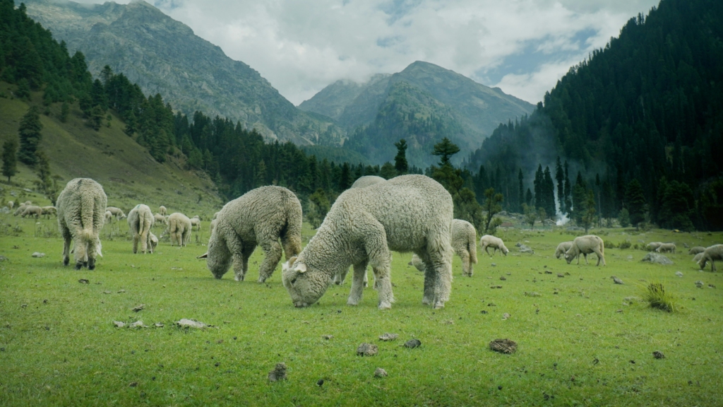 Pahalgam, popular tourist spot in Kashmir, famous for its forests, crystal-clear lakes and sprawling meadows