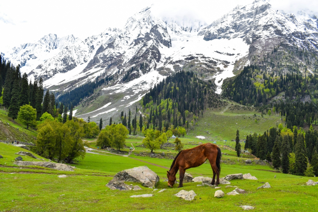 Thajiwas Glacier, Sonmarg