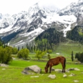 Kashmir trip in summer with greenery and snow mountains