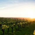 Vineyards in Nashik