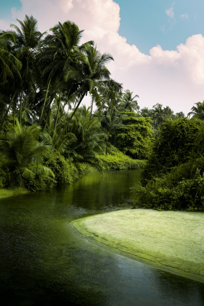 Backwaters in Goa