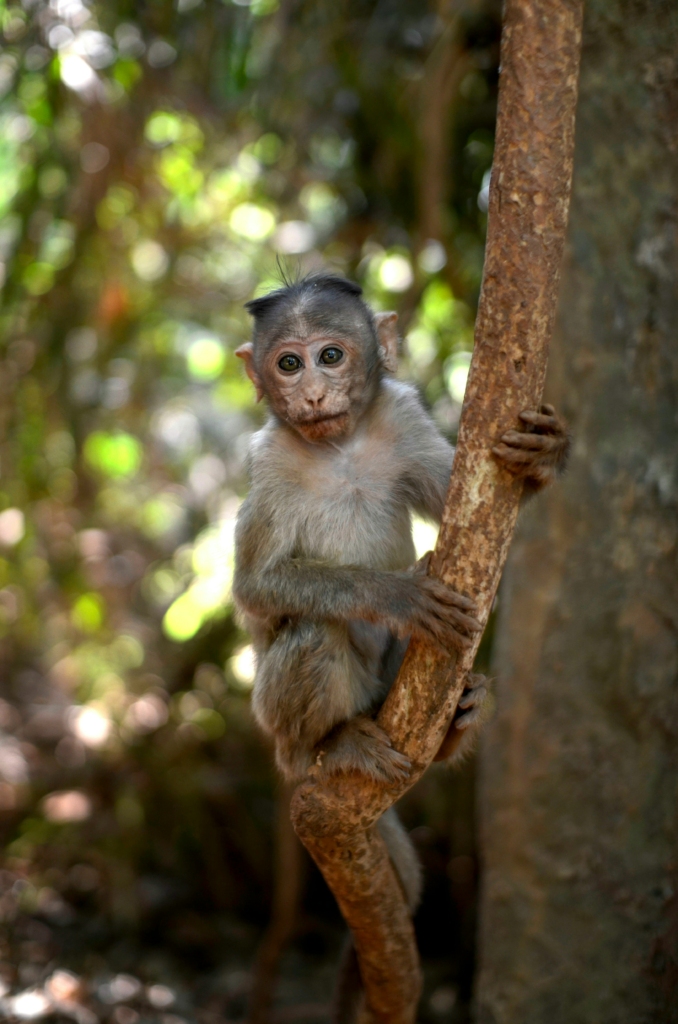 Wildlife in Goa